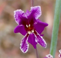 Streptanthus albidus ssp. peramoenus