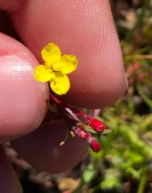Camissonia strigulosa