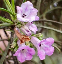 Eriodictyon altissimum