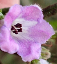 Eriodictyon altissimum