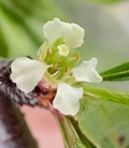 Prunus fasciculata var. punctata