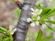 Prunus fasciculata var. punctata