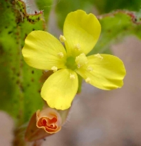Camissoniopsis micrantha
