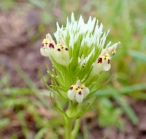 Castilleja densiflora ssp. obispoensis