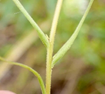 Castilleja densiflora ssp. obispoensis
