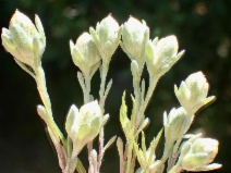 Stylocline gnaphaloides