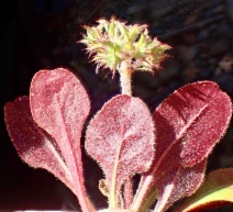 Chorizanthe staticoides
