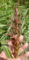 Sorghum halepense
