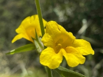 Mimulus brevipes