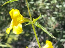 Mimulus brevipes