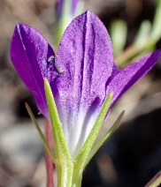 Githopsis pulchella ssp. serpentinicola