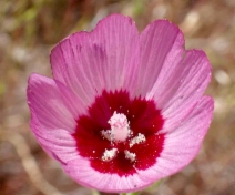 Sidalcea keckii