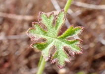 Sidalcea keckii