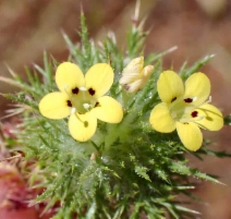 Navarretia nigelliformis ssp. nigelliformis