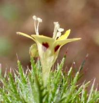 Navarretia nigelliformis ssp. nigelliformis