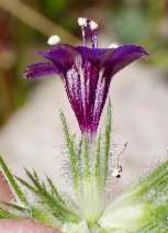 Navarretia pubescens