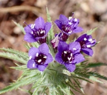 Navarretia pubescens