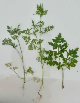 Anthriscus caucalis