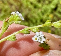 Plagiobothrys leptocladus