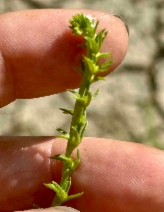 Plagiobothrys leptocladus