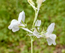 Linaria maroccana