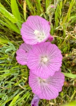 Sidalcea malviflora ssp. laciniata