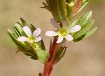 Lythrum hyssopifolia