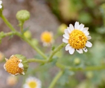 Perityle emoryi - Calflora