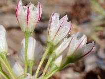 Allium tuolumnense