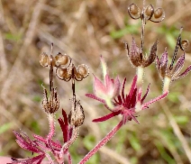 Geranium dissectum