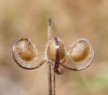 Geranium dissectum