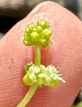 Hydrocotyle verticillata