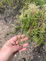Stipa lepida