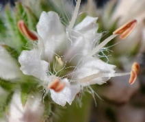Hydrophyllum occidentale