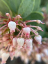 Arctostaphylos pringlei