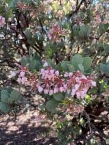 Arctostaphylos pringlei