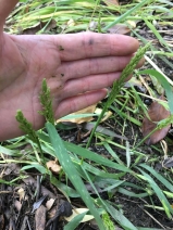 Polypogon viridis