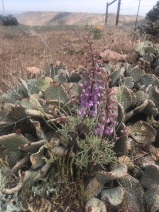 Delphinium parishii ssp. pallidum