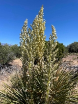 Nolina bigelovii