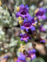 Penstemon californicus