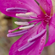 Clarkia bottae