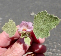 Malacothamnus palmeri