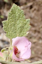 Malacothamnus palmeri