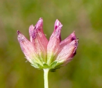 Trifolium hydrophilum