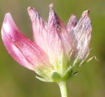 Trifolium hydrophilum