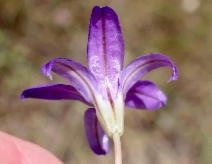 Brodiaea terrestris ssp. terrestris