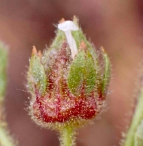 Horkelia cuneata var. puberula