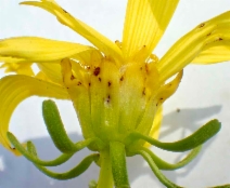 Leptosyne gigantea