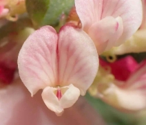 Acmispon cytisoides