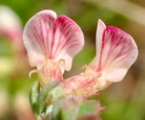 Acmispon cytisoides